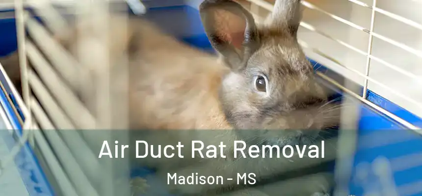  Air Duct Rat Removal Madison - MS